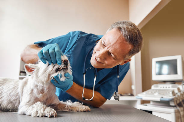Best Emergency Dentist for Knocked-Out Tooth in Brass Castle, NJ